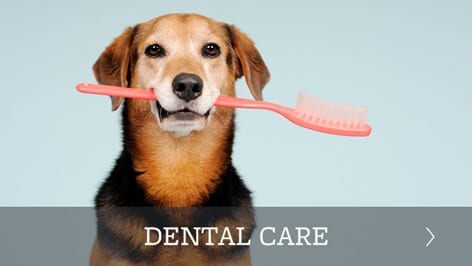 Pet dental care offered in York